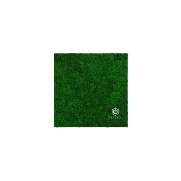EVOG Moss – Nature Green - S