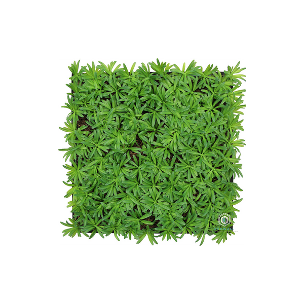 EVOG Botanical - Sedum Look - S